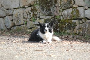 Perros Bienvenidos